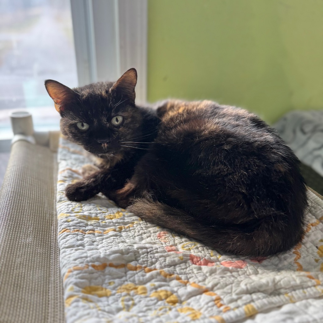 Sugar Britches — thumbnail 2