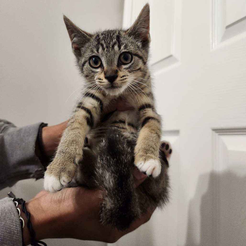 Willow