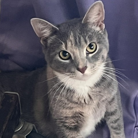 AUNTIE ANNE - Domestic Shorthair available for adoption