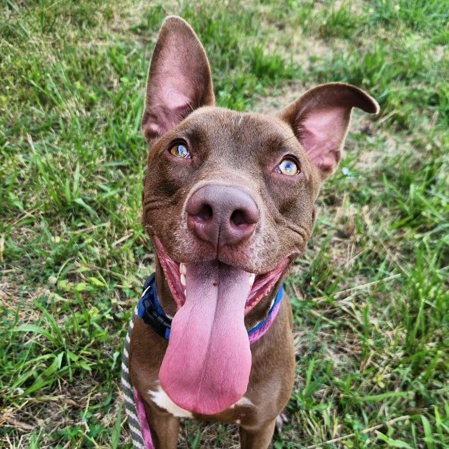 Kato Lee, a Terrier