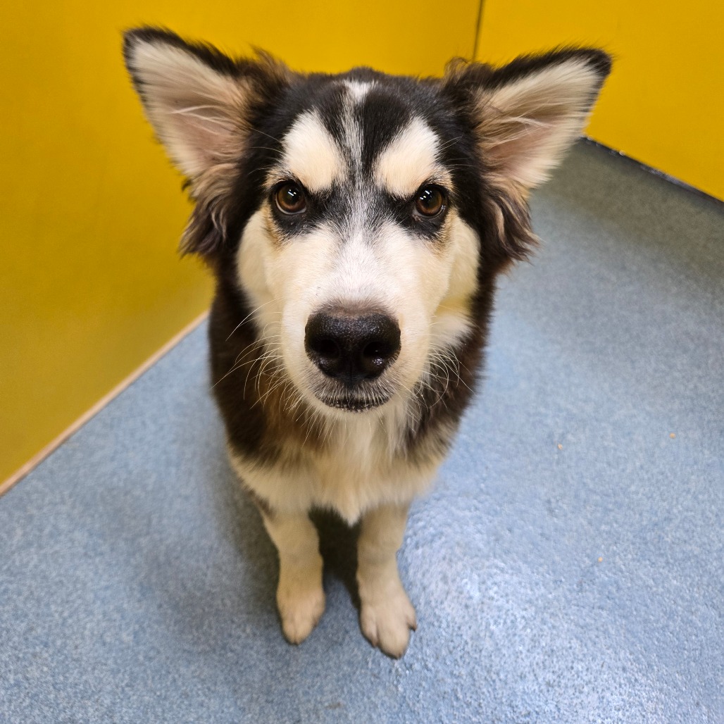 ICE KING - Husky / Mixed Breed (Small) available for adoption