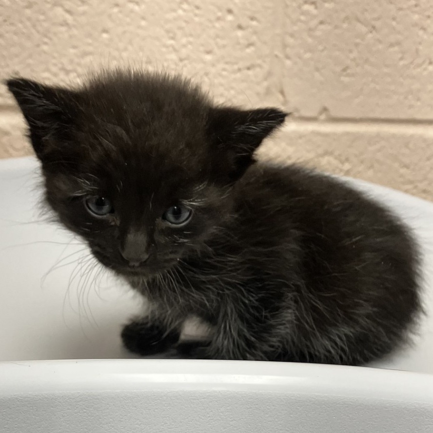 CORTEZ - Domestic Shorthair available for adoption