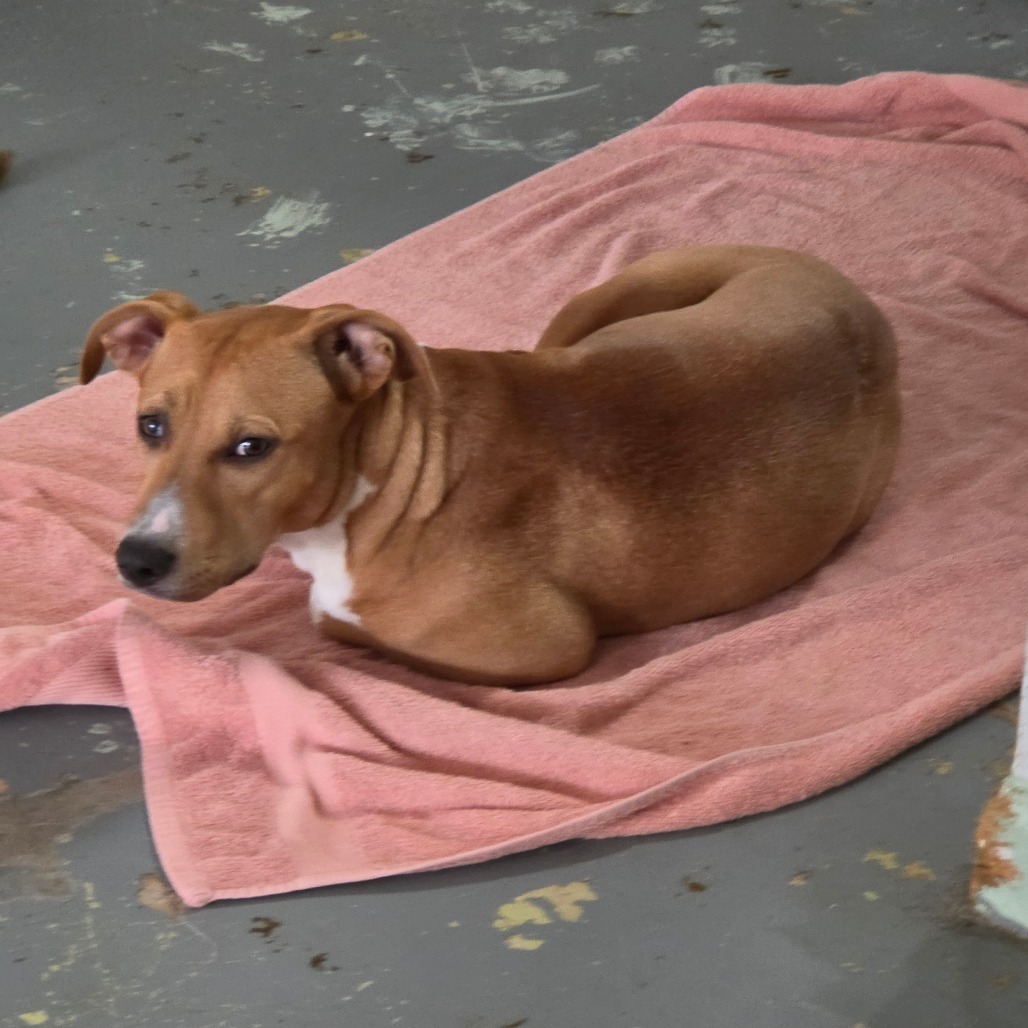 Dolly, photo 2