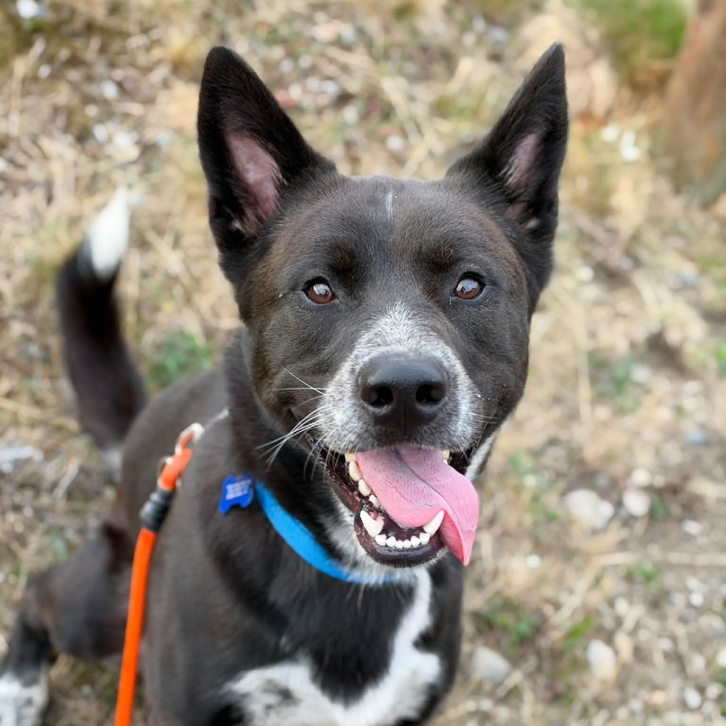 Cattle Dog, Australian