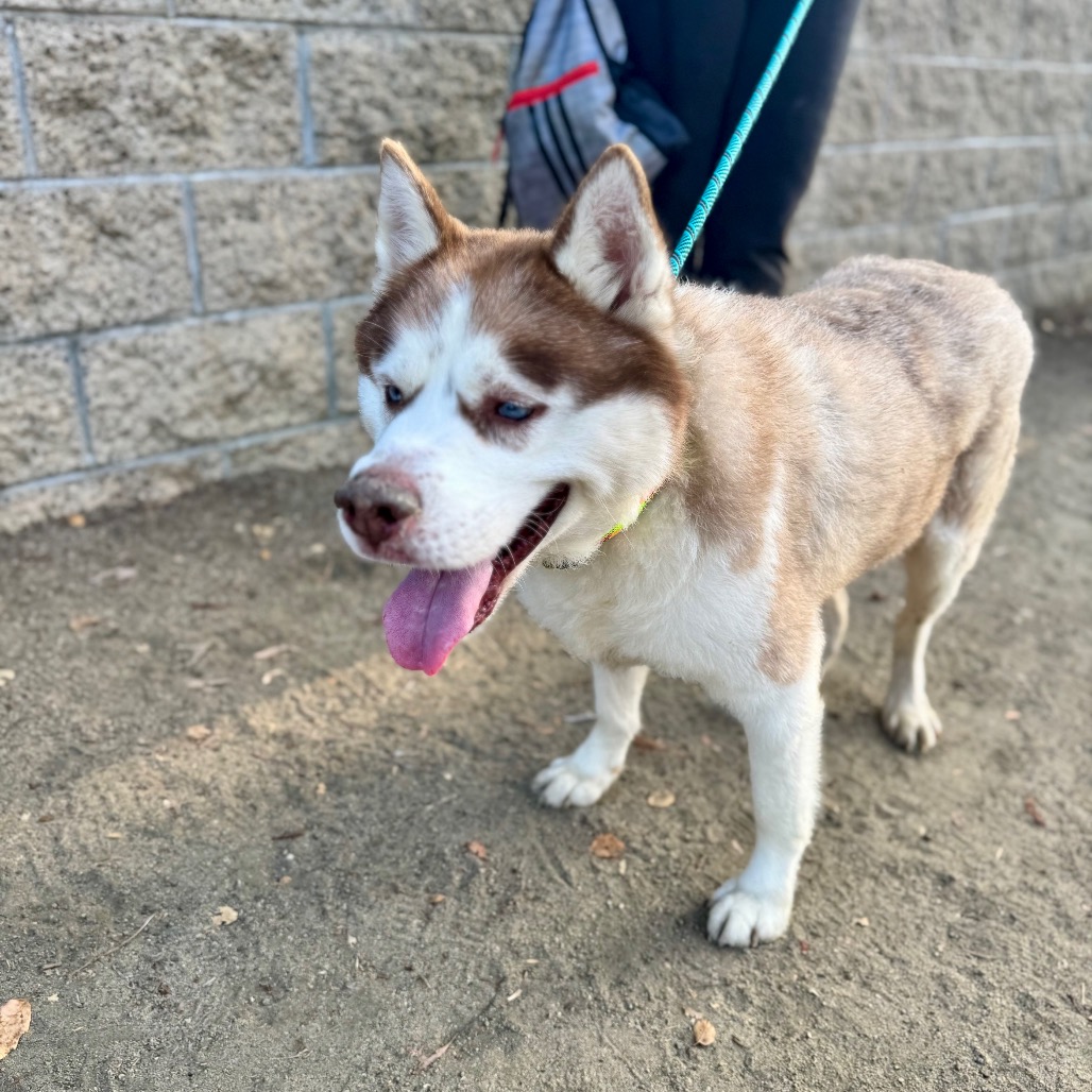 Apollo (C000-753) - Chino Hills Location, photo 15