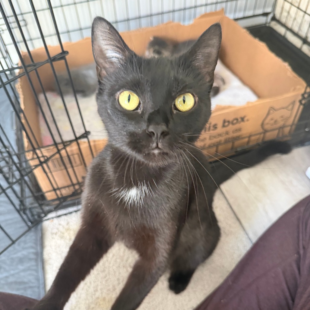 Bailey — thumbnail 5