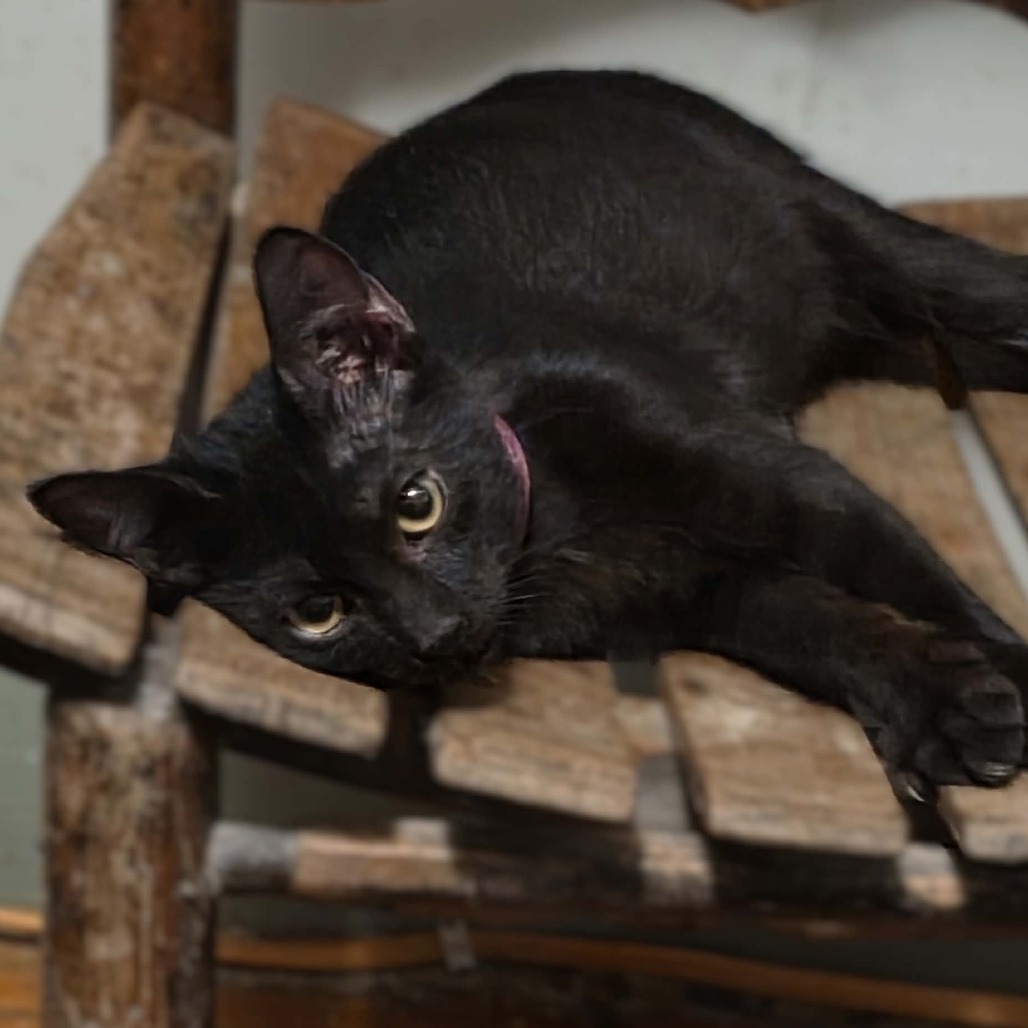 TUCK - Domestic Shorthair / Mix for adoption in Hattiesburg