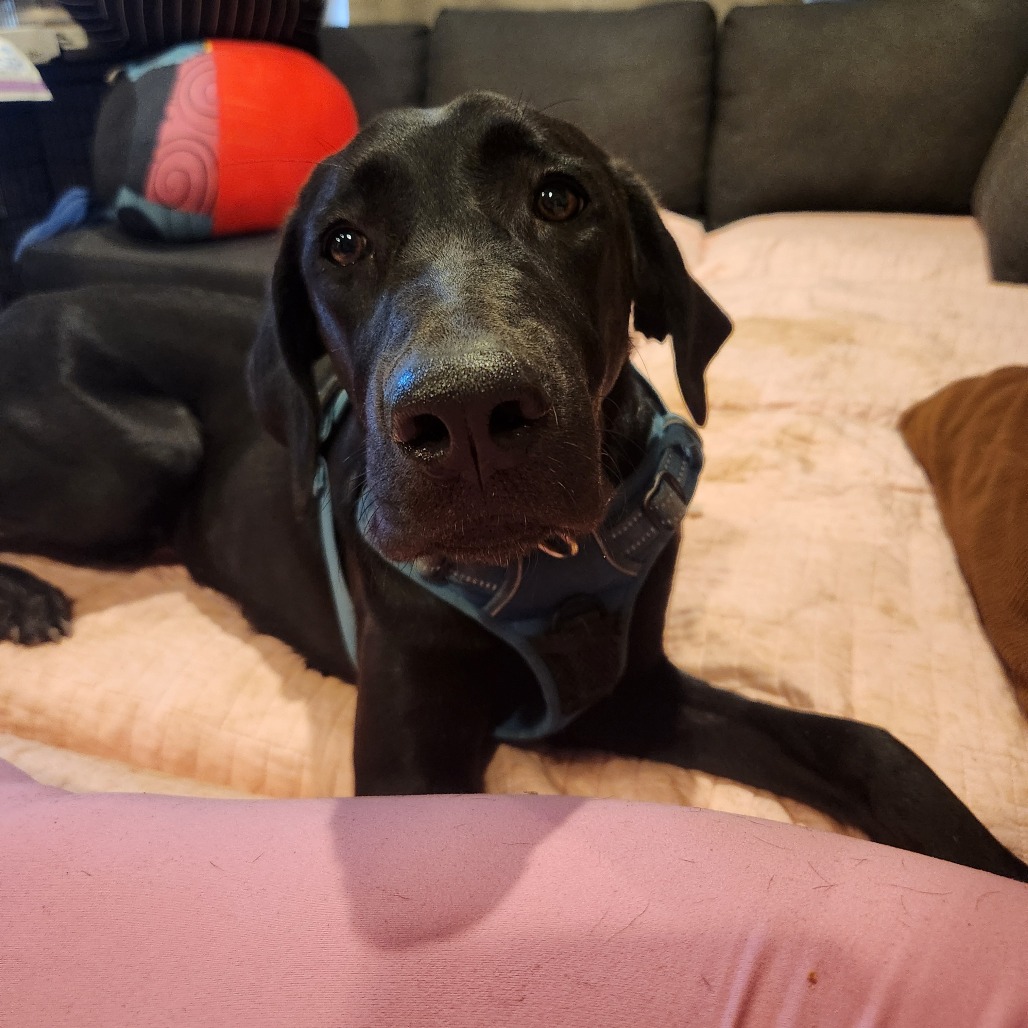 Darcy, photo 16