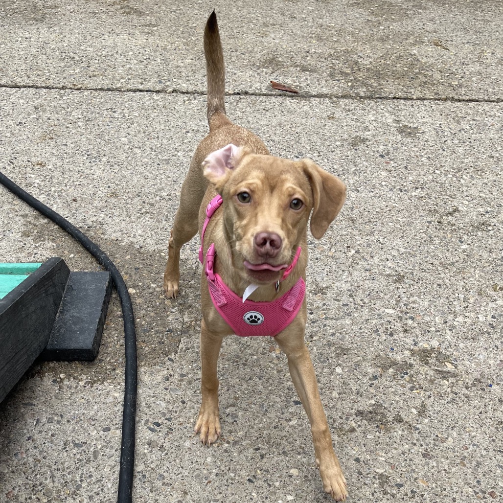 Star Crunch — thumbnail 3