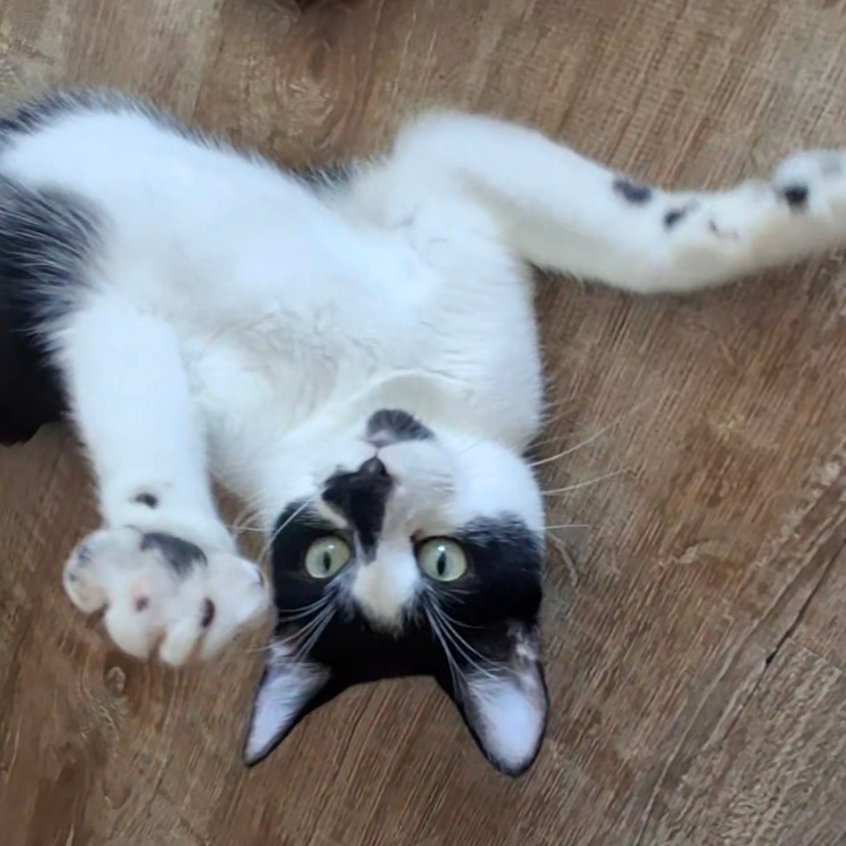 Persy (aka Persnickety), photo 5