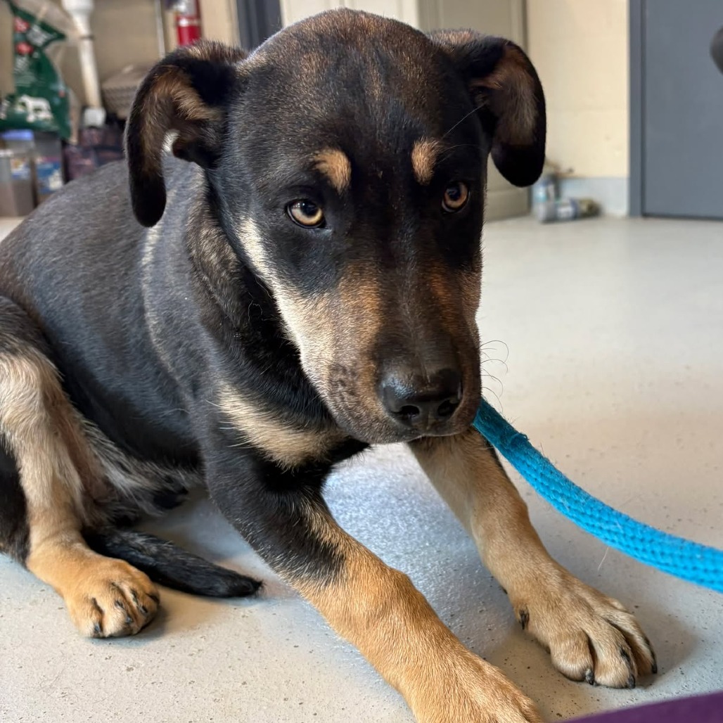 Scrappy — thumbnail 6