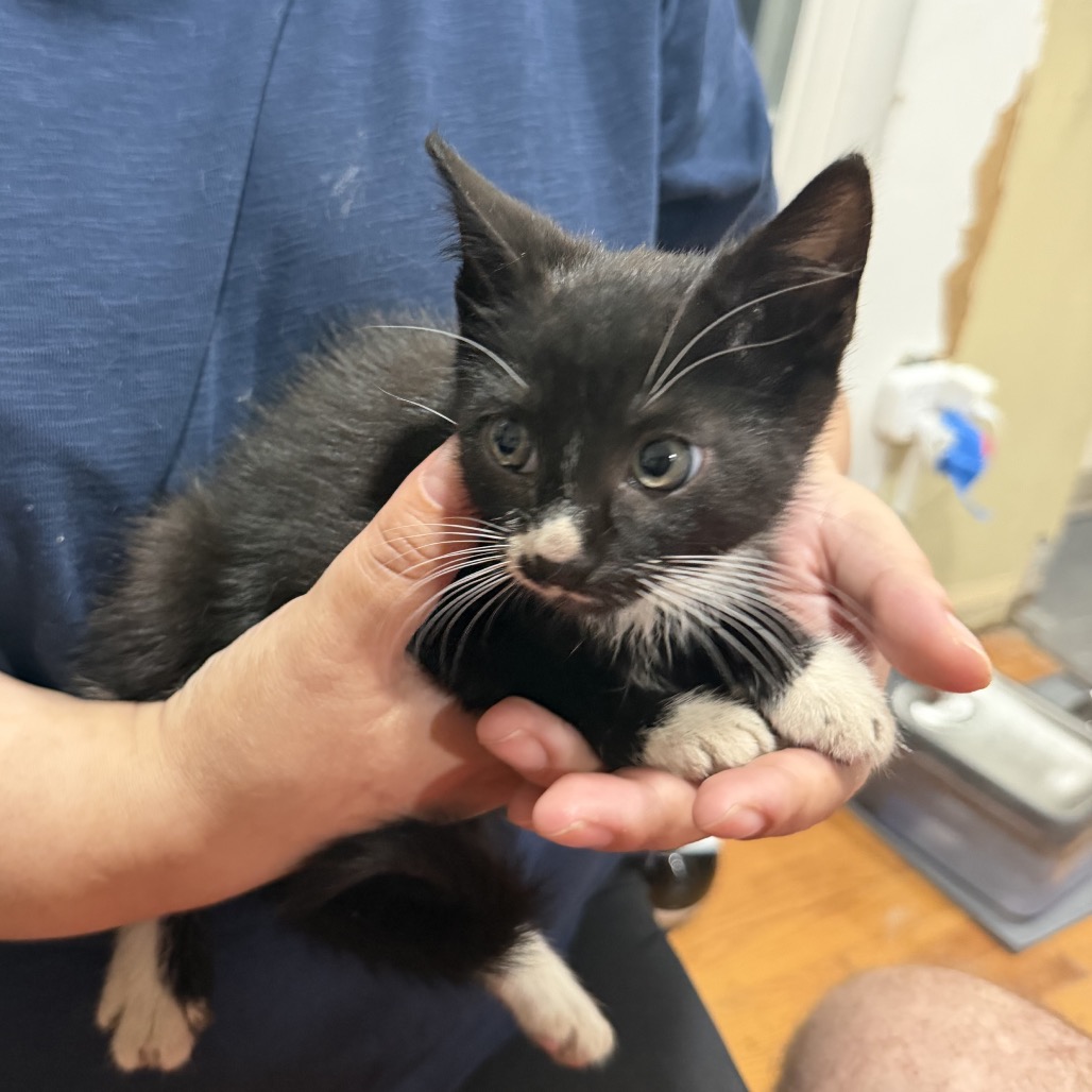 SCARECROW - Domestic Shorthair / Domestic Shorthair available for adoption