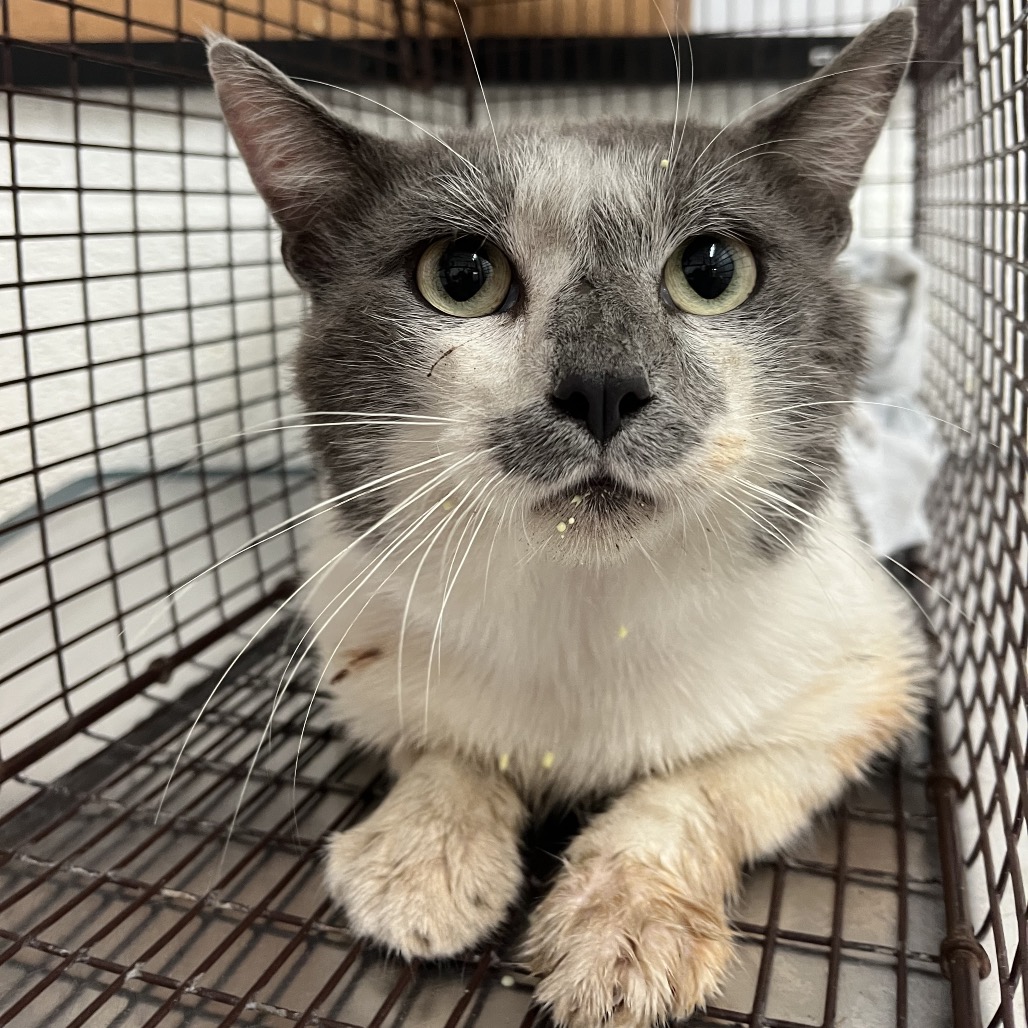 Buddy Holly, available for adoption at PVAS