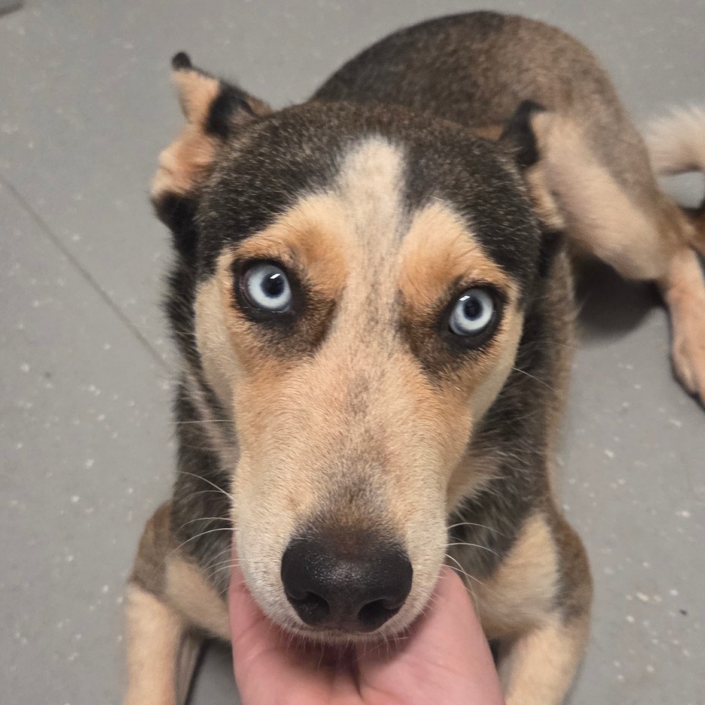 Mixed Breed