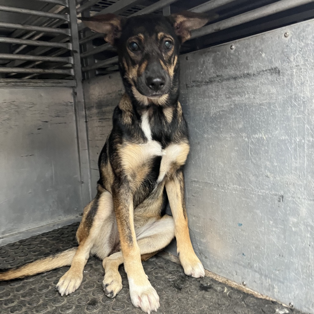 DANDY - Shepherd / Mix available for adoption