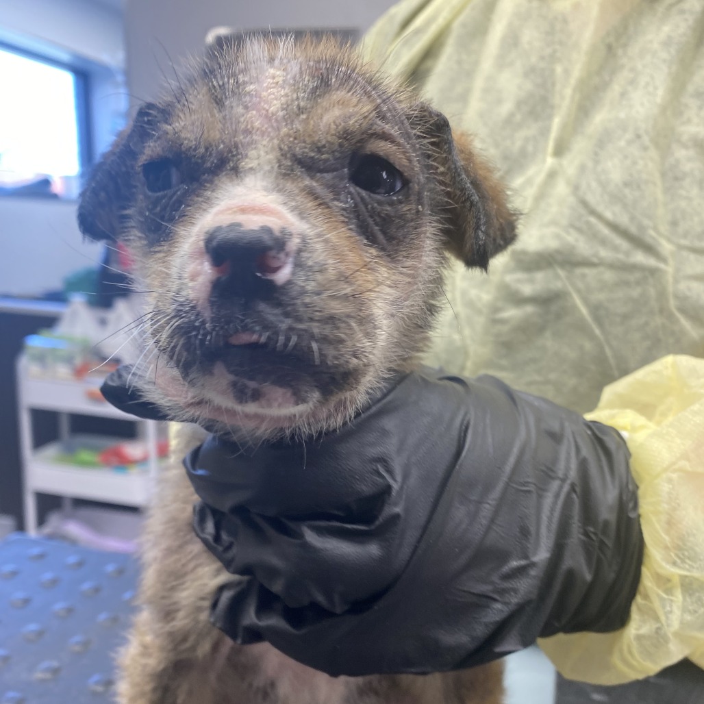 Brioche — thumbnail 5