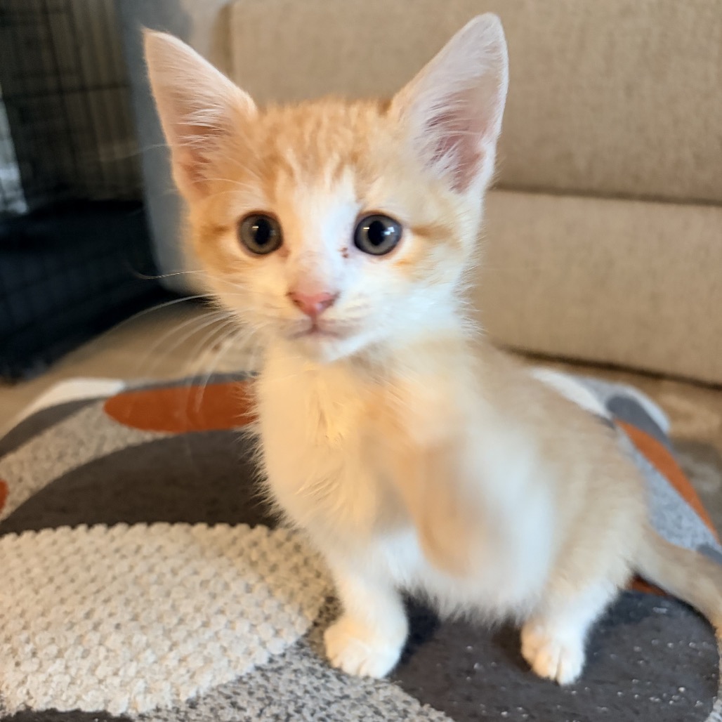 DOORBUSTER - Domestic Shorthair available for adoption
