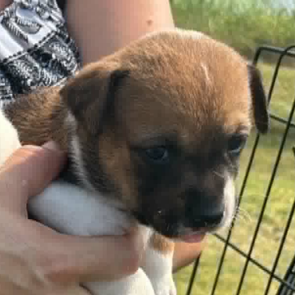 ALEXIS - Mixed Breed (Medium) available for adoption