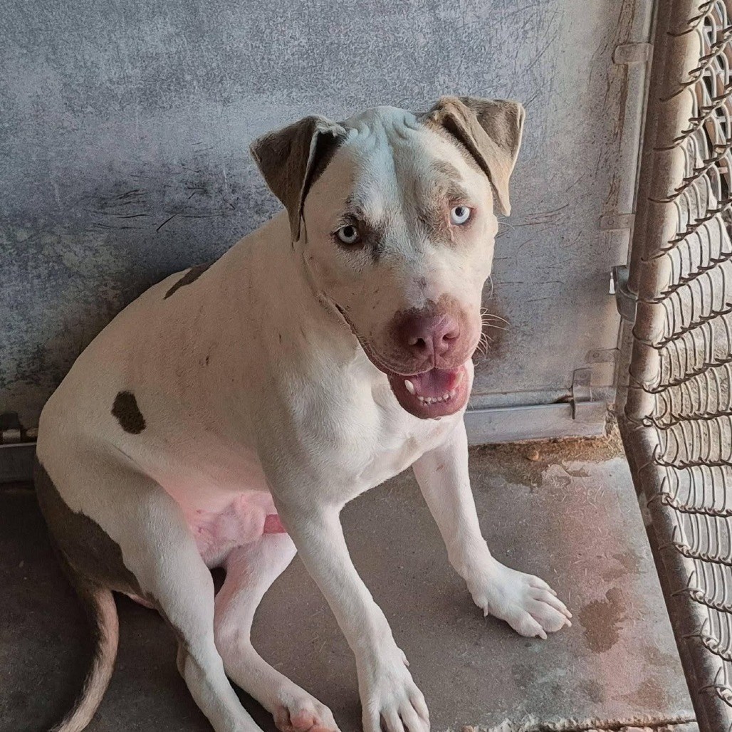 TAKATOSHI - Terrier / American Staffordshire available for adoption