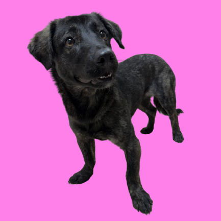  Photo of TUSC-Stray-83425