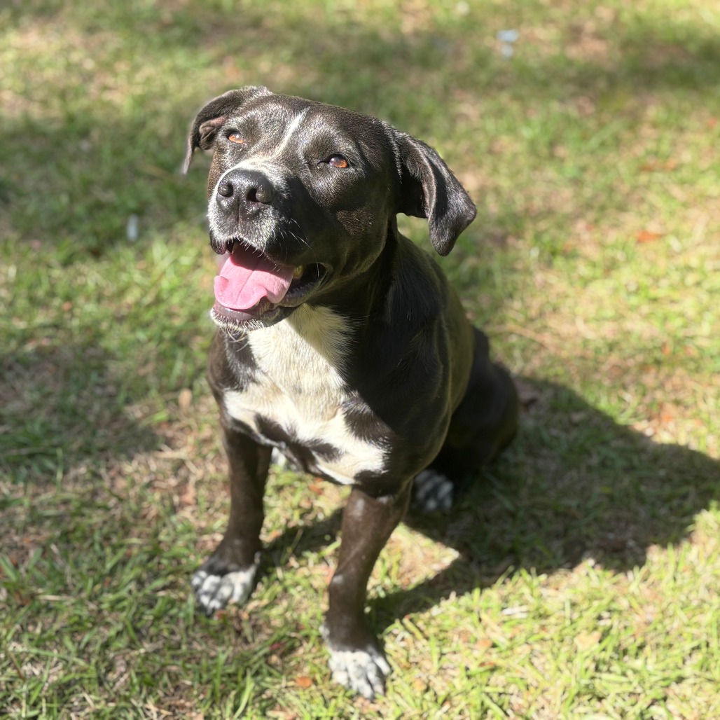 Juliette (intake 12/2024!), photo 15