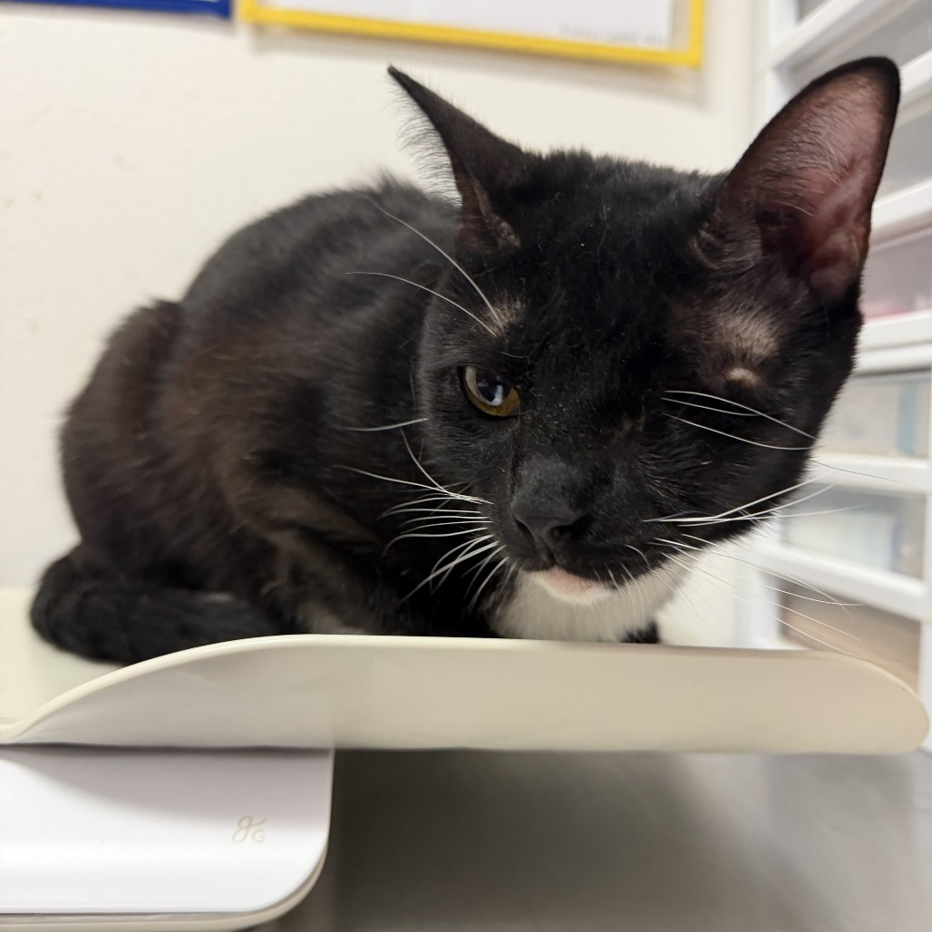 Wasabi (6), available for adoption at PVAS