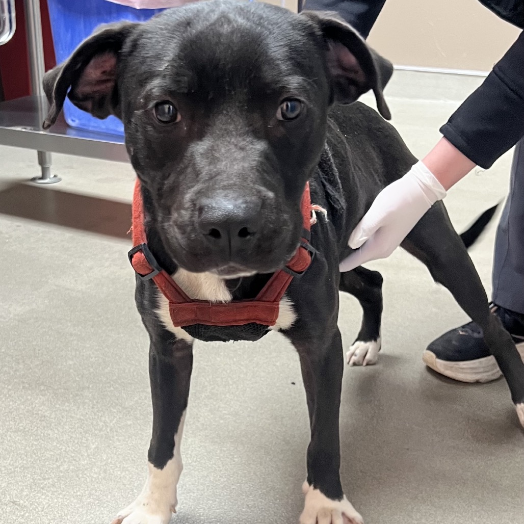 Kennel#4's preview photo