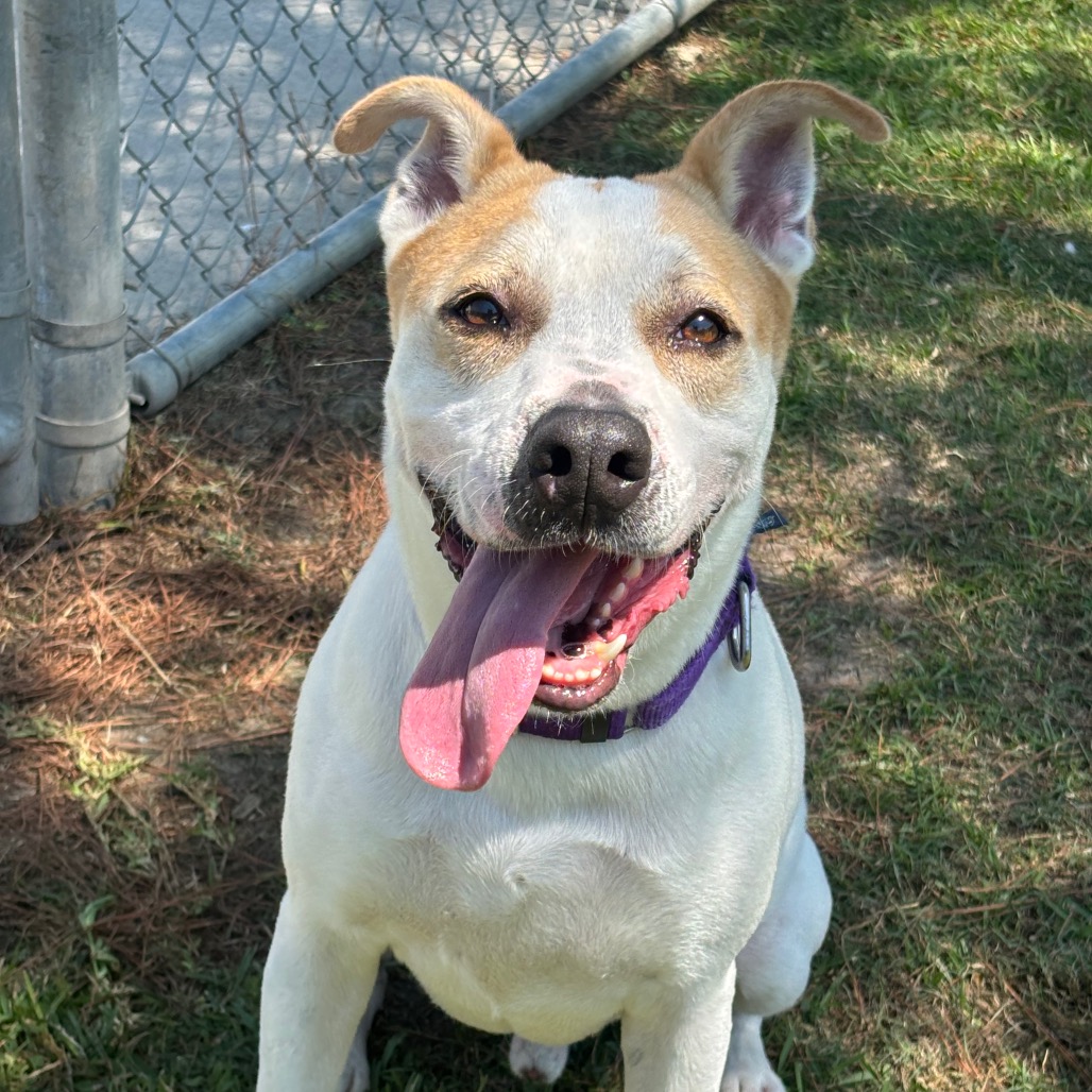 Gonzo, adoptable Terrier, American Pit Bull/Mix at Lifeline of Galveston County