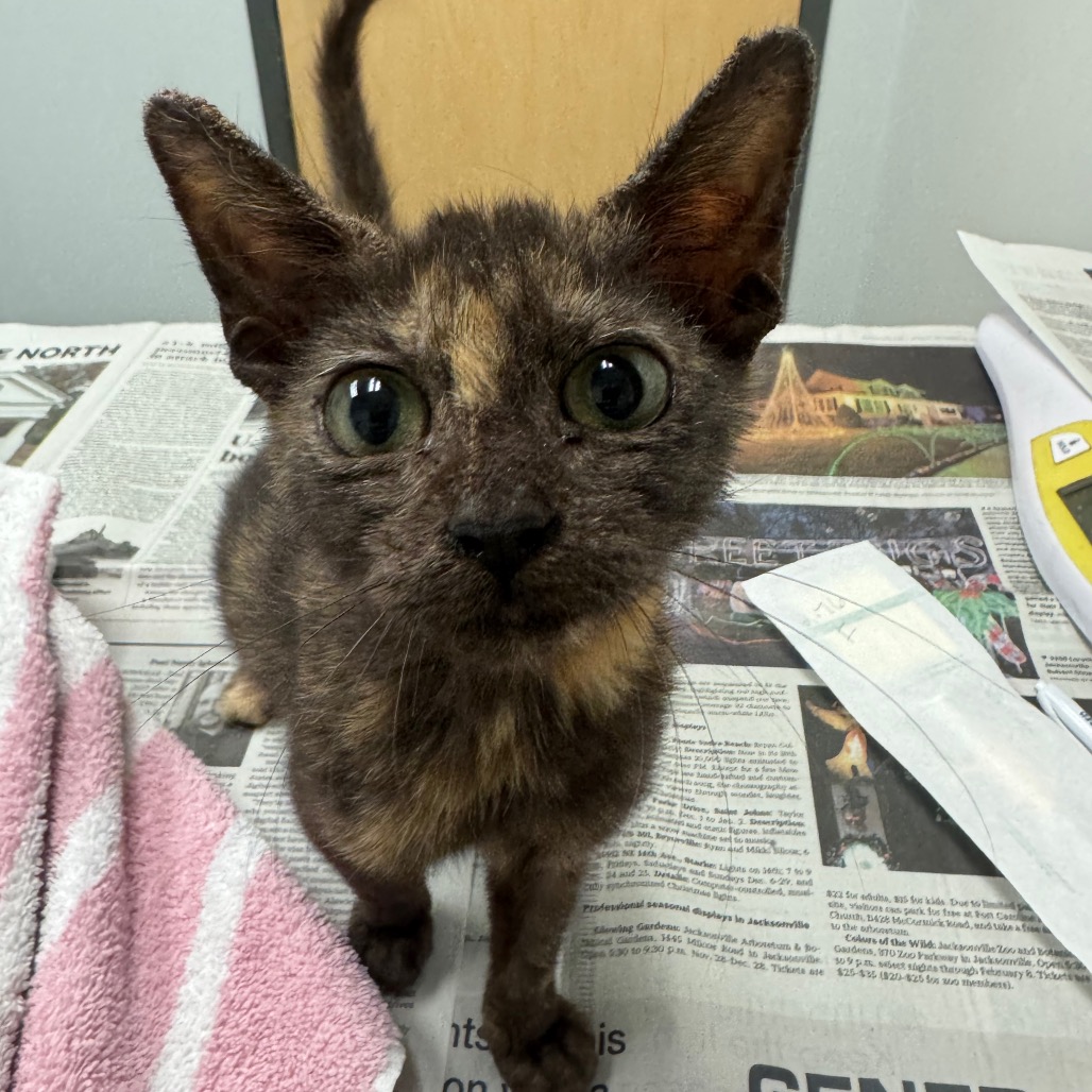 CRYSTA - Domestic Shorthair available for adoption