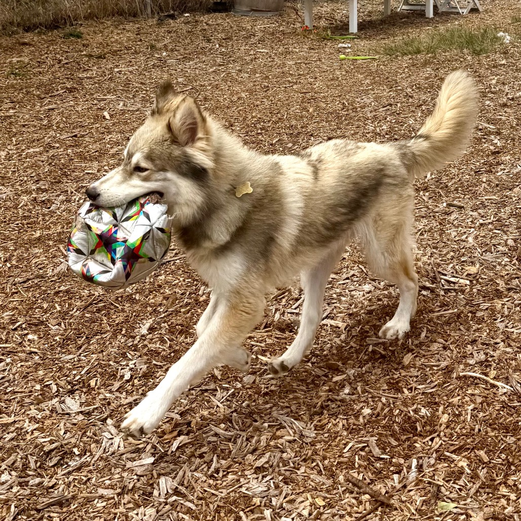 GUSTAV, photo 19