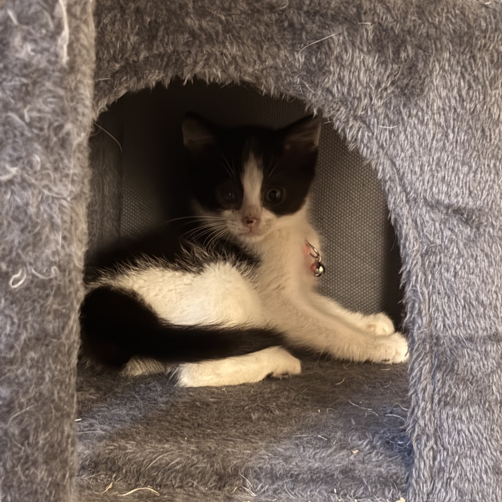 MOONPIE - Domestic Shorthair available for adoption