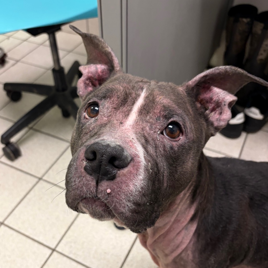 Gwen — thumbnail 2