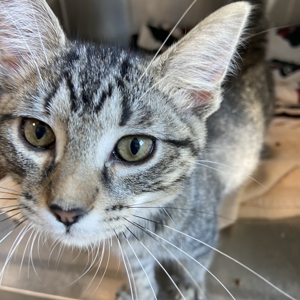 AVEDA - Domestic Shorthair available for adoption
