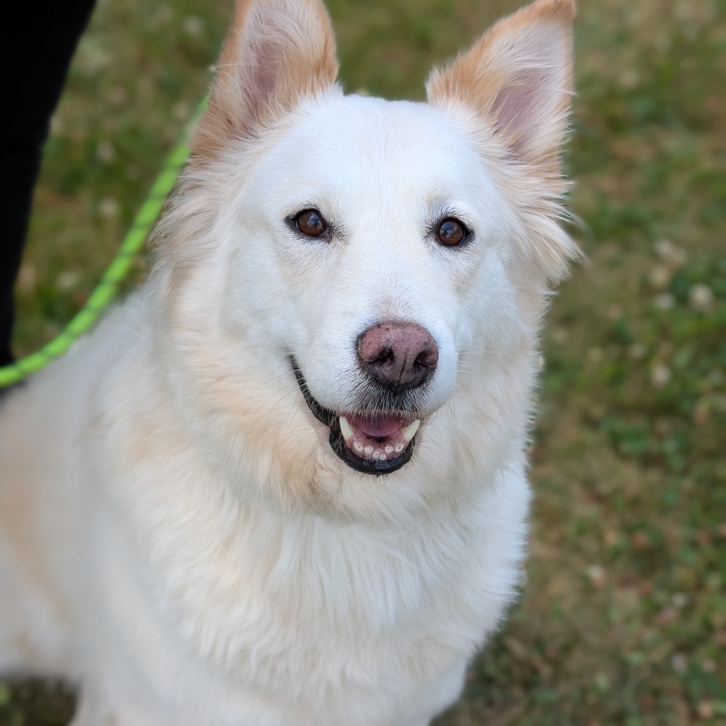 Akita