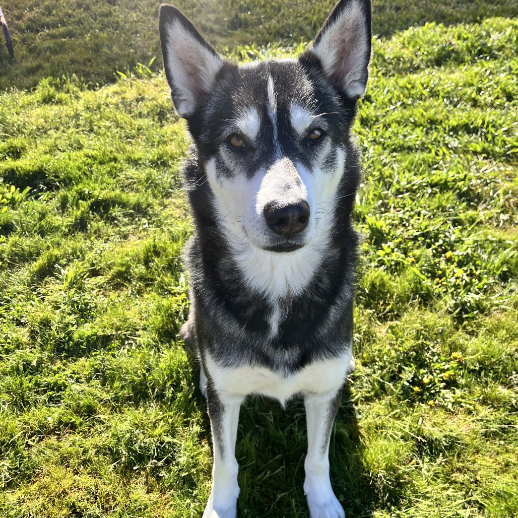 Dakota