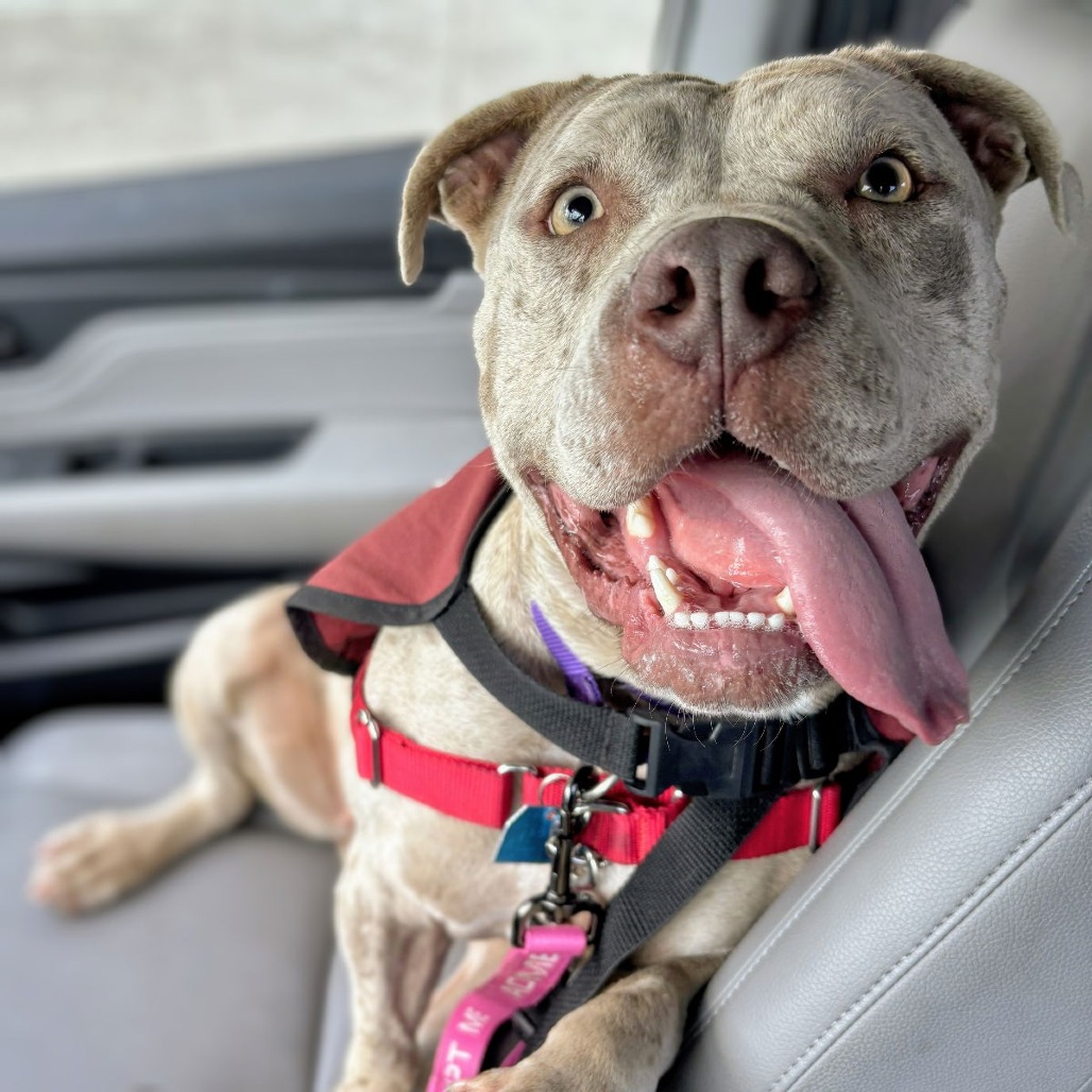 Pumpkin — thumbnail 4