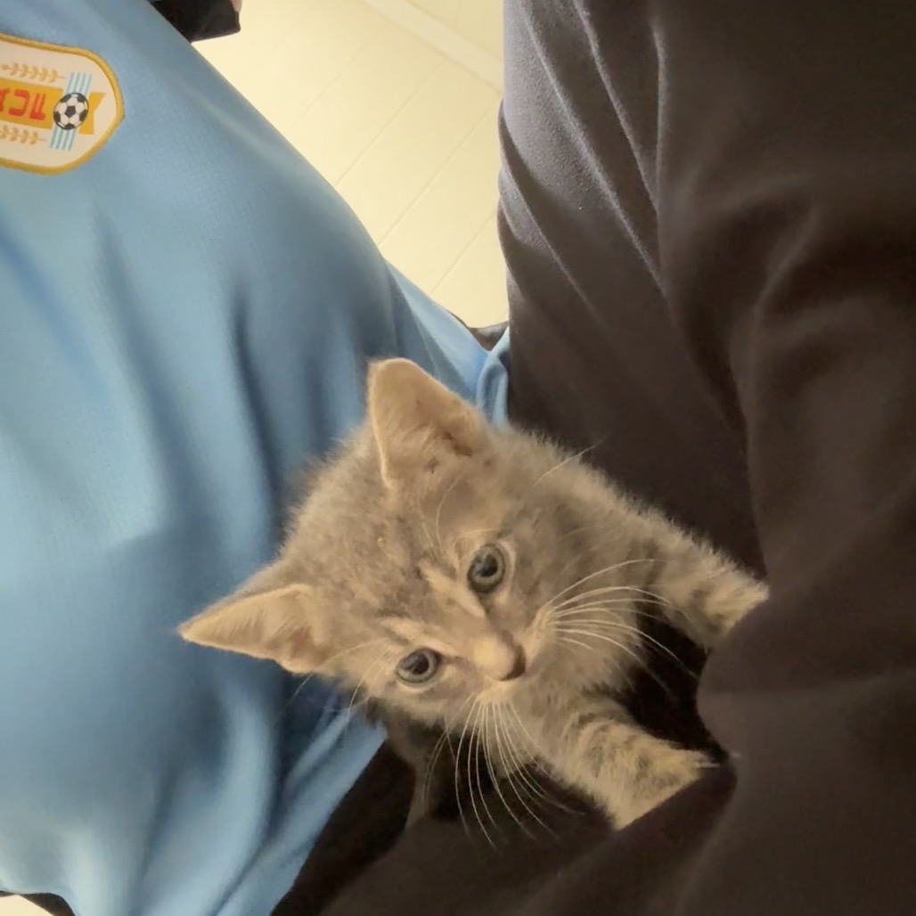 AUGUSTA - Domestic Shorthair available for adoption