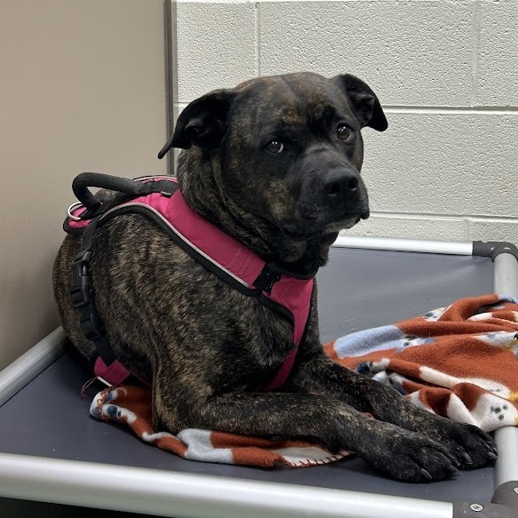 Akemi — thumbnail 3