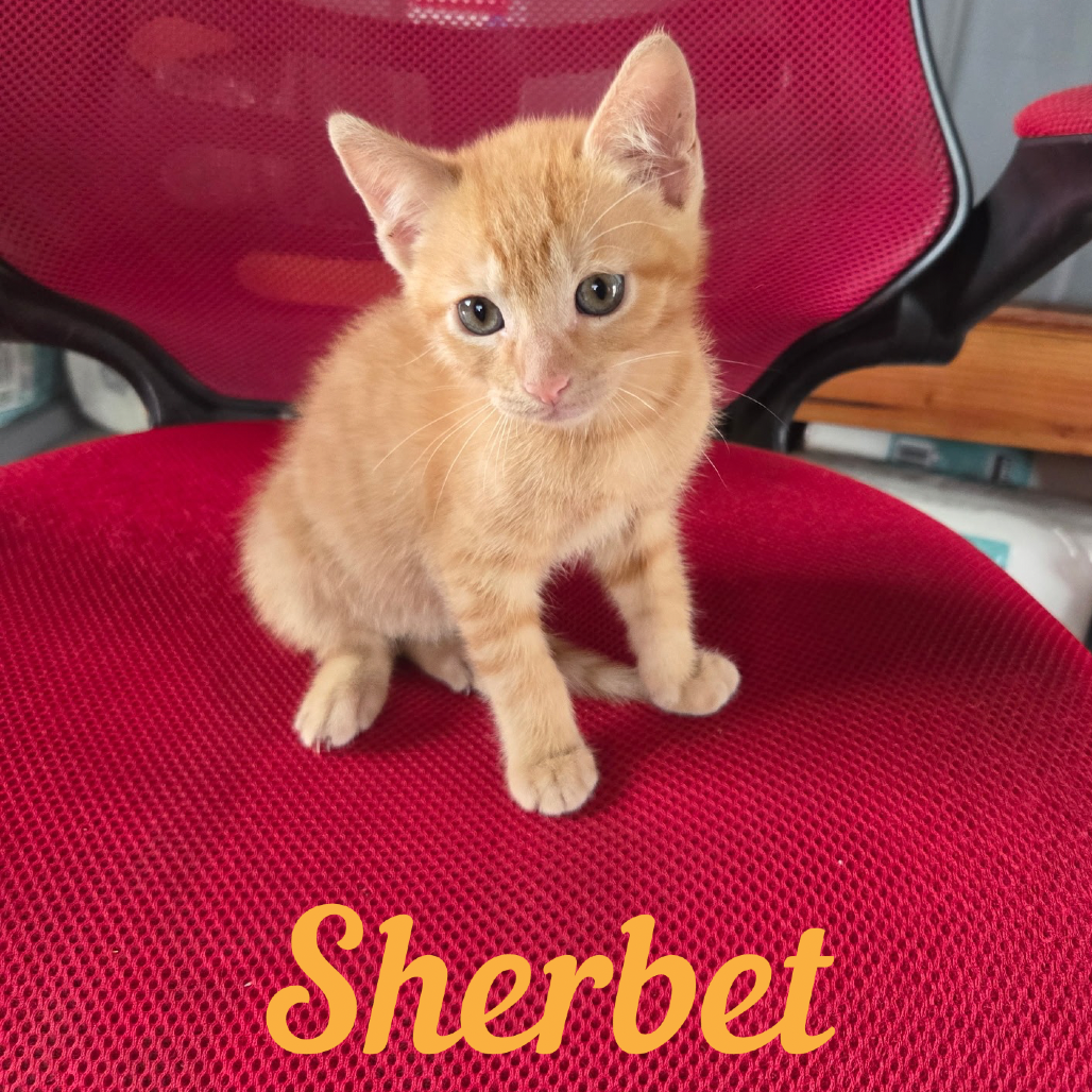 Sherbet photo