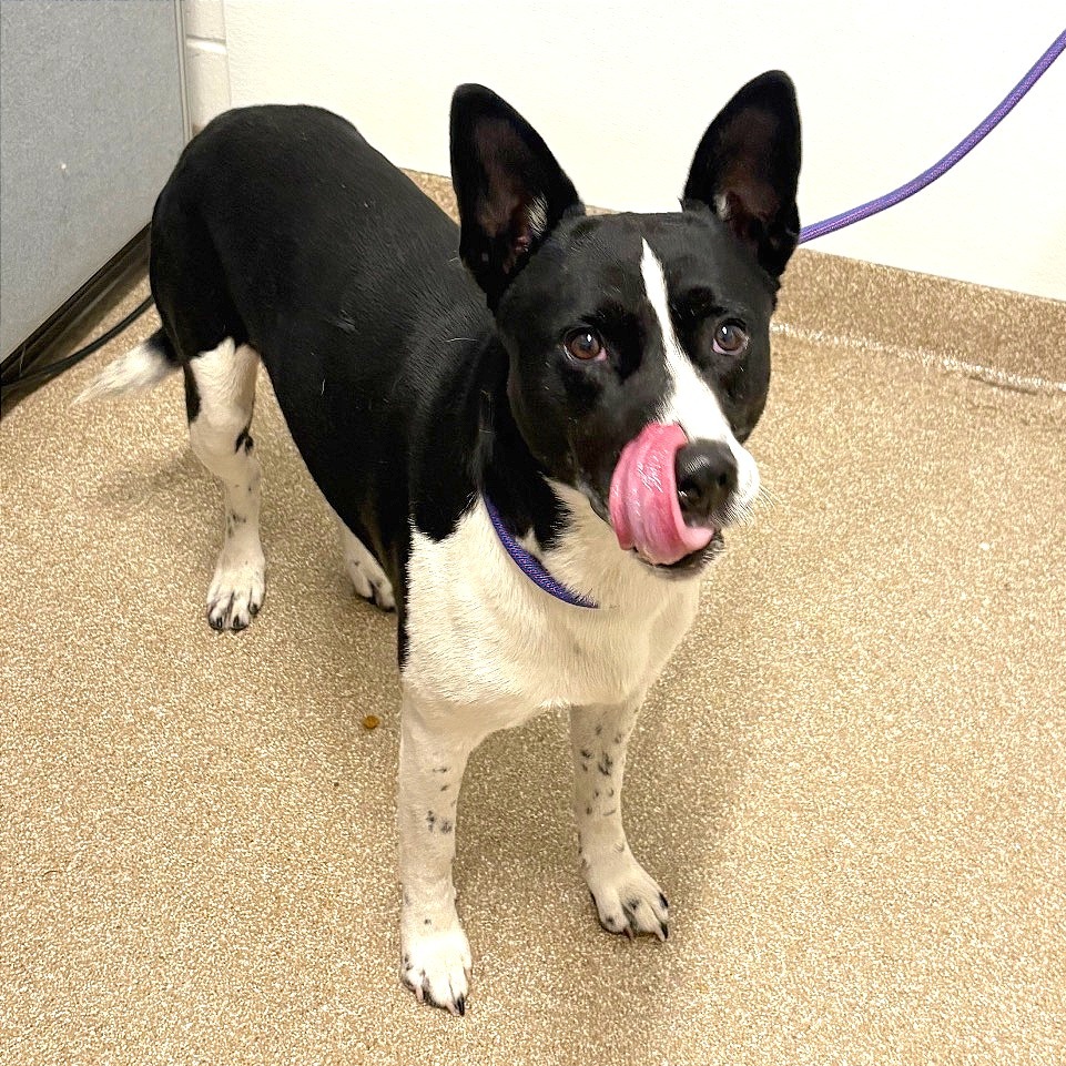 BLOOMFIELD - Basenji / Terrier available for adoption