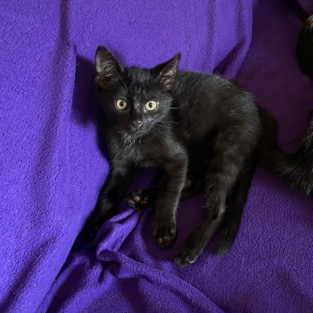 Michael (k2026), photo 5