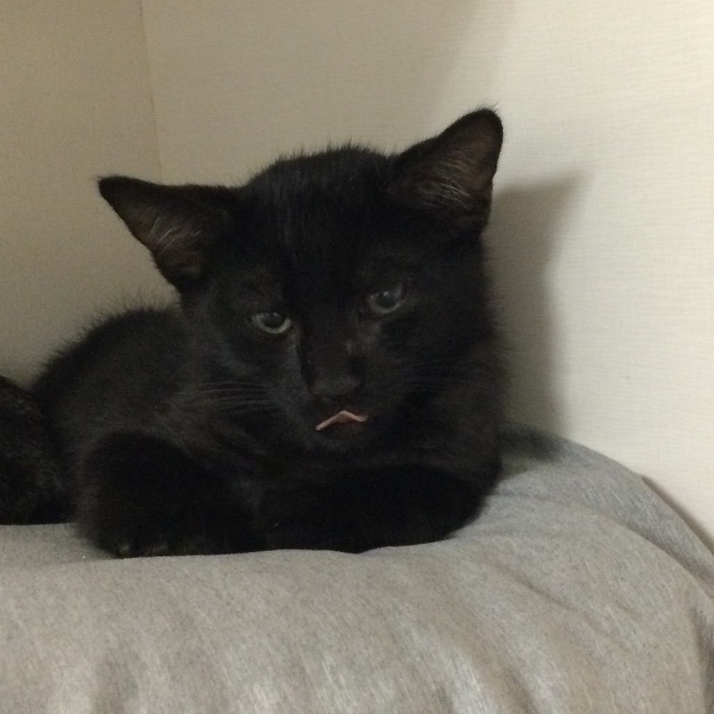 Rocky - Domestic Shorthair