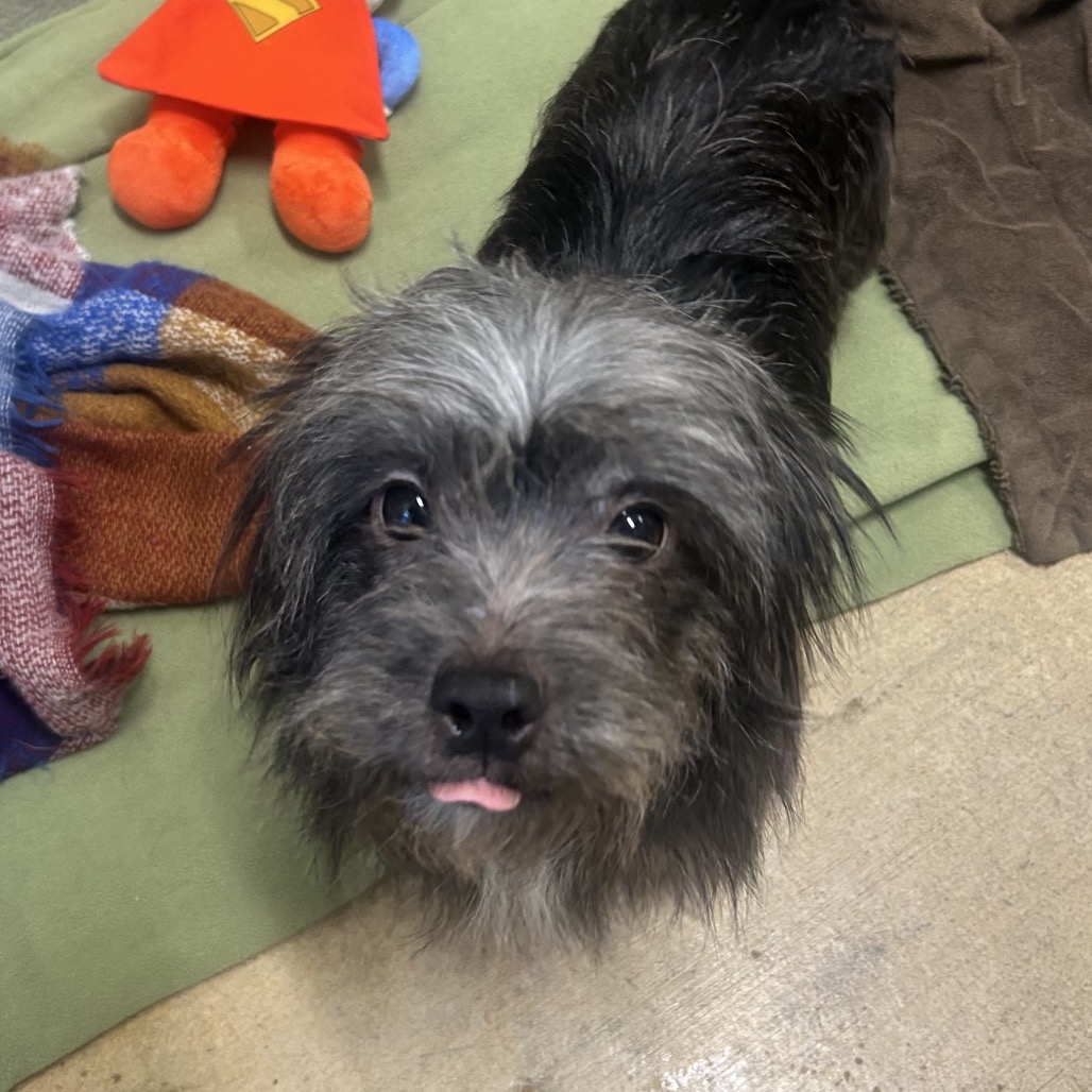 Beatrice — thumbnail 2