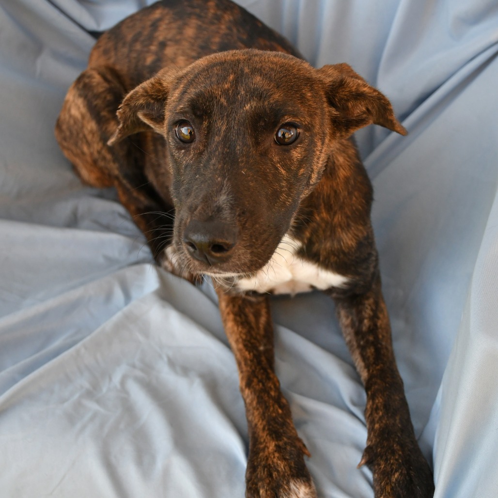 KAREN SMITH - Shepherd available for adoption