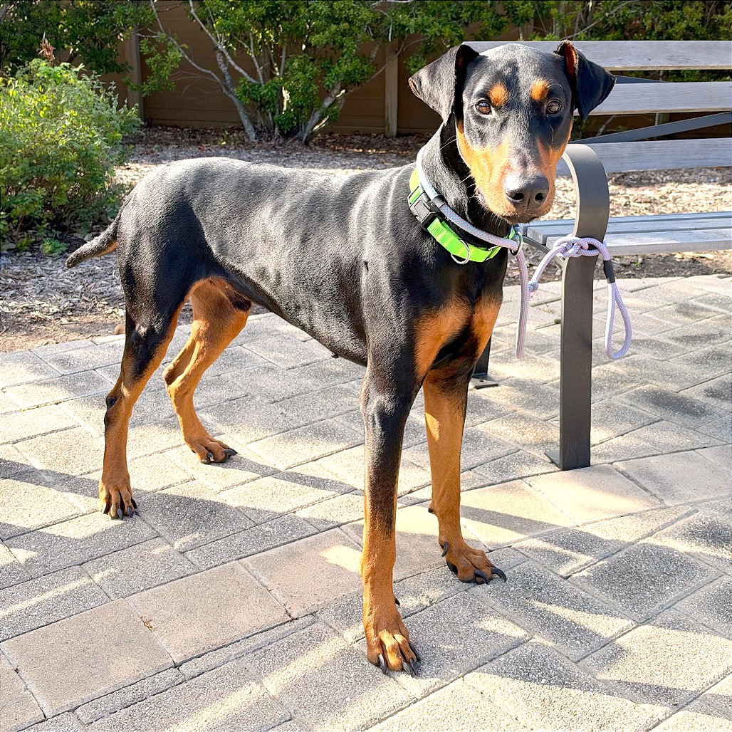CONSTANTINE - Pinscher, Doberman / Mixed Breed (Large) available for adoption