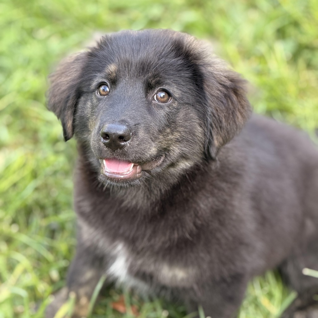 MECURIO - Shepherd, Australian / Hound, Plott available for adoption
