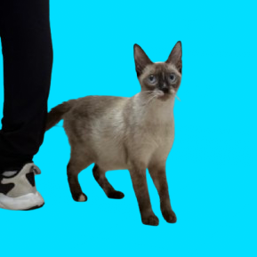 Tusc Stray 81741