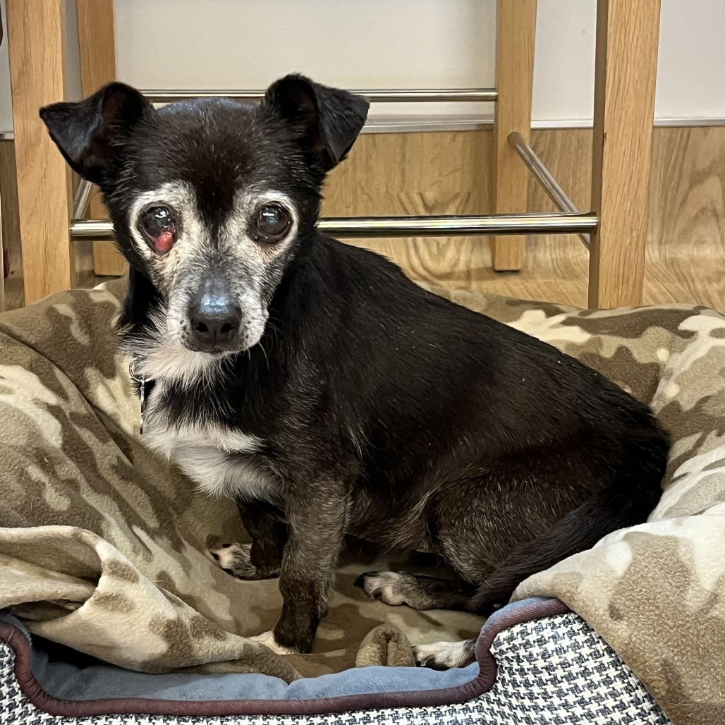 Olympia 13675 — thumbnail 2