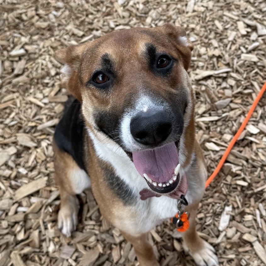Collie, Border