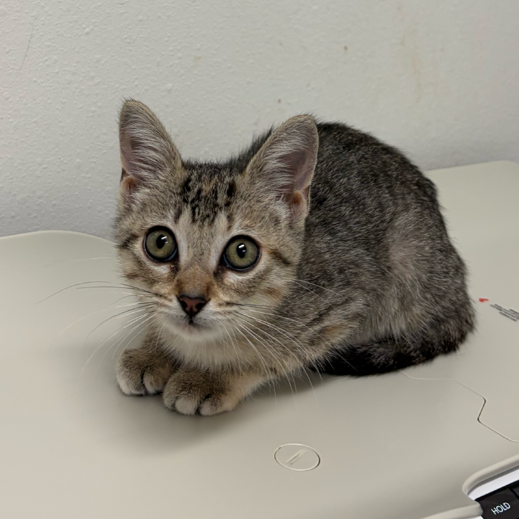 JUANITA (MARTINA) - Domestic Shorthair available for adoption